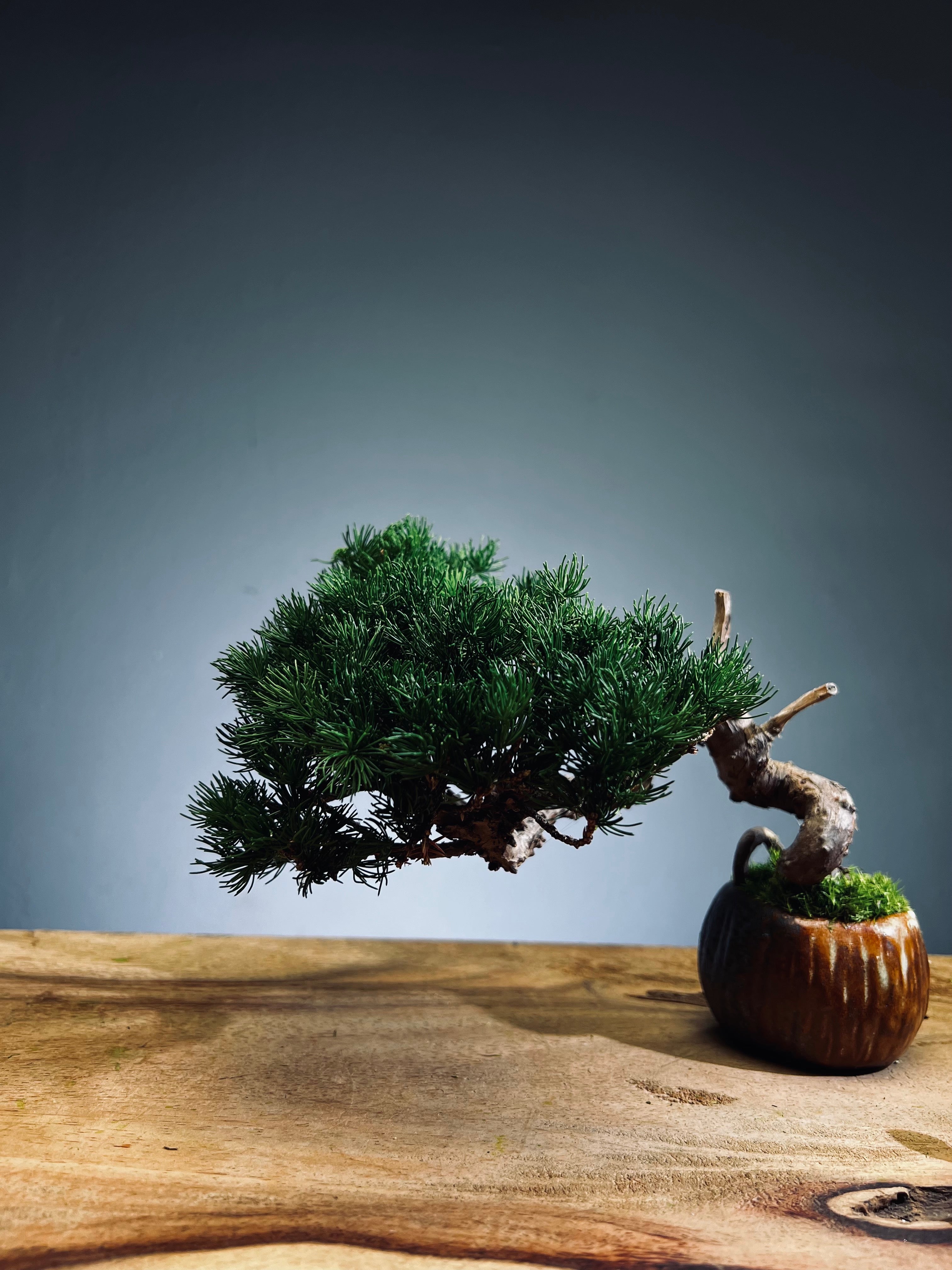 Juniper by the Winding Path - Pine Needle (Preserved Plants)