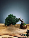 Juniper by the Winding Path - Pine Needle (Preserved Plants)