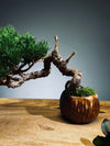 Juniper by the Winding Path - Pine Needle (Preserved Plants)