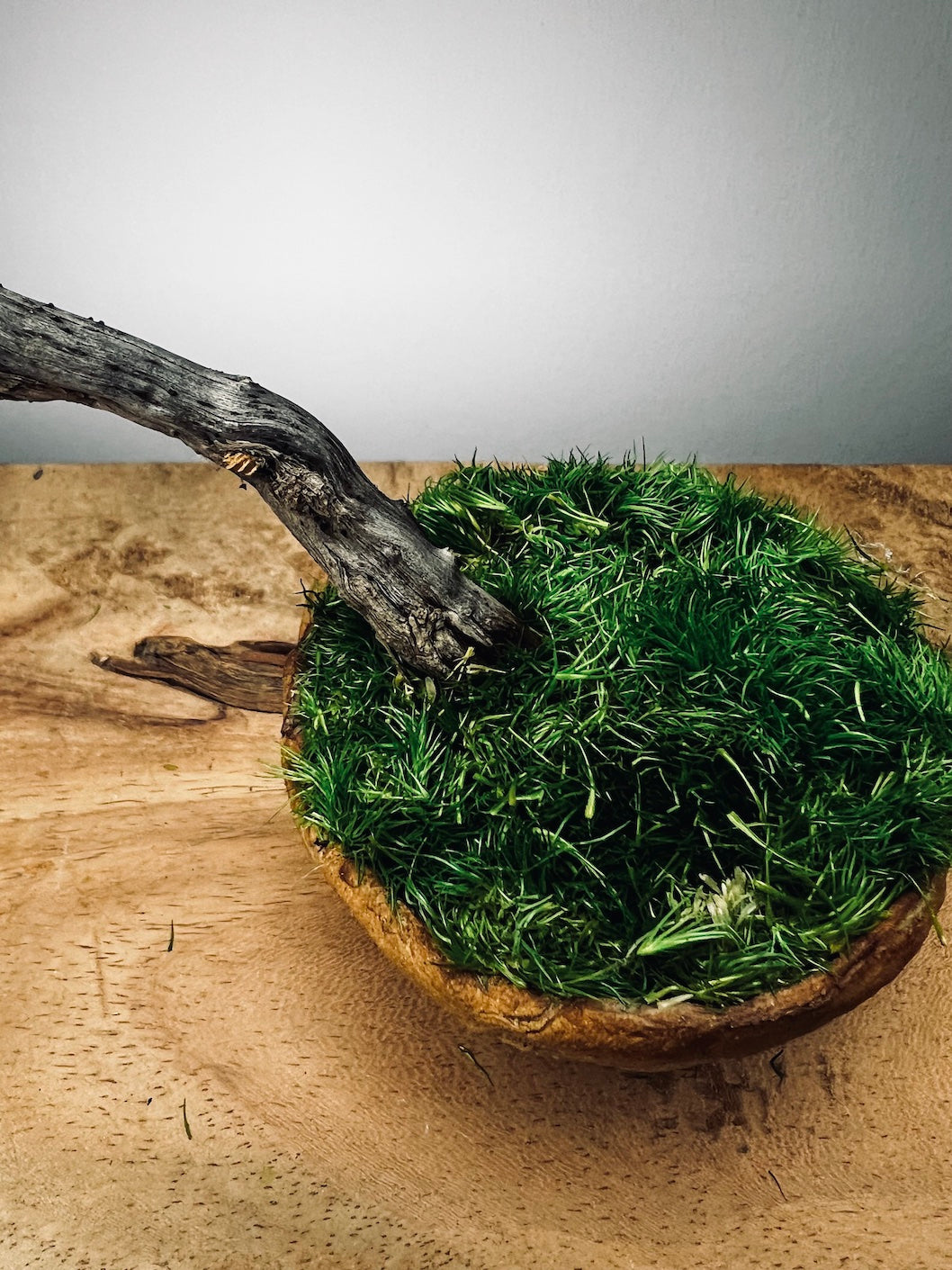 Slow Wood - The Journey - Teen Petals edition (Preserved Plants)