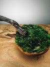 Slow Wood - The Journey - Teen Petals edition (Preserved Plants)