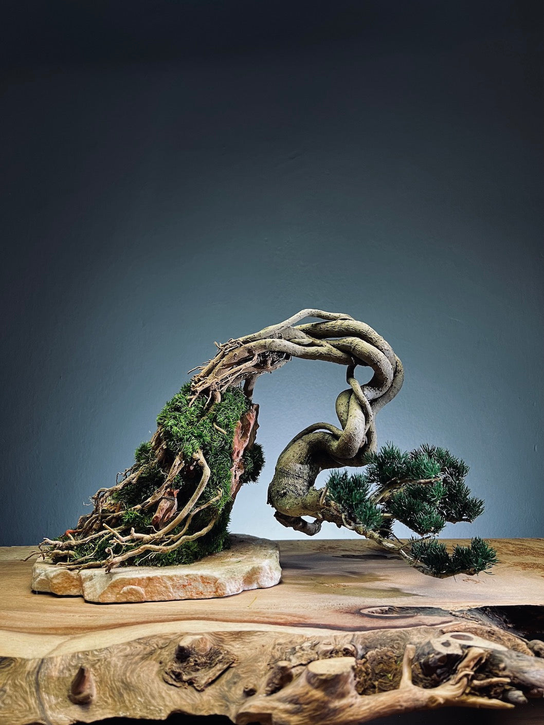 Lone Pine - Cultured Steel (Preserved Plants)