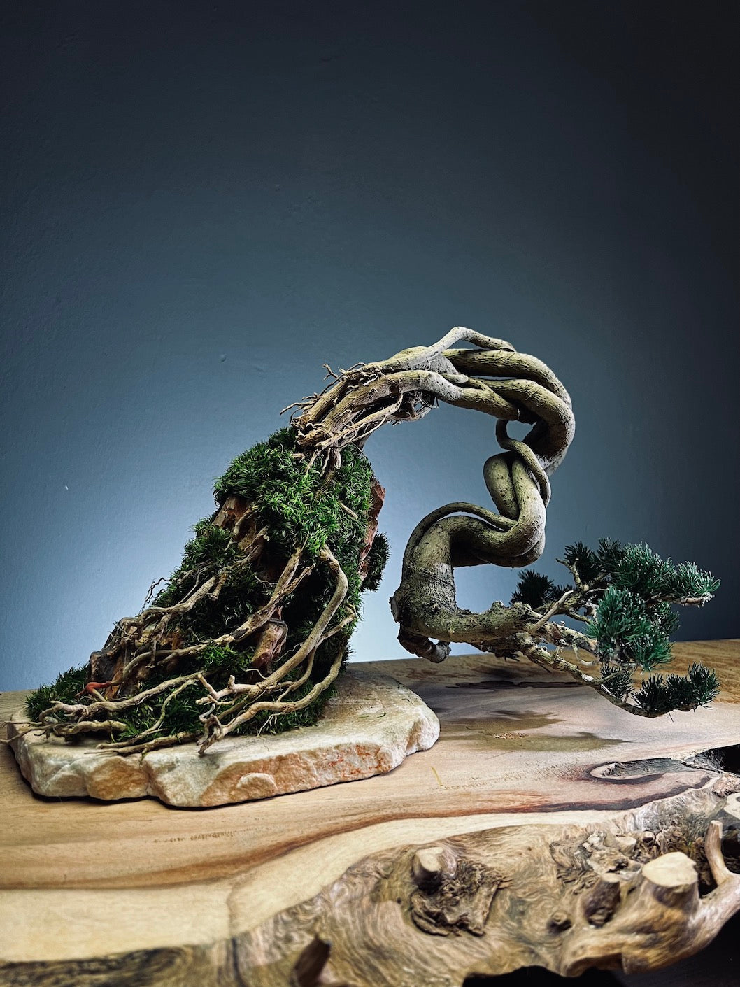 Lone Pine - Cultured Steel (Preserved Plants)