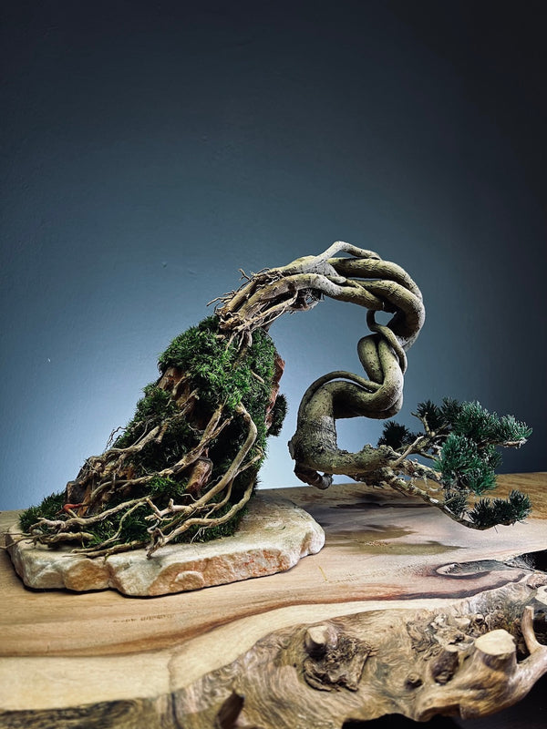 Lone Pine - Cultured Steel (Preserved Plants)