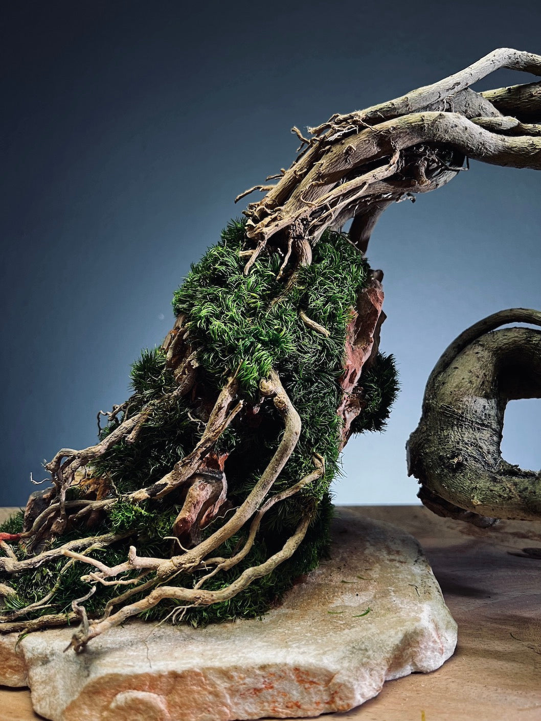 Lone Pine - Cultured Steel (Preserved Plants)