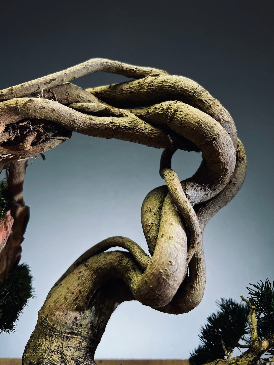 Lone Pine - Cultured Steel (Preserved Plants)