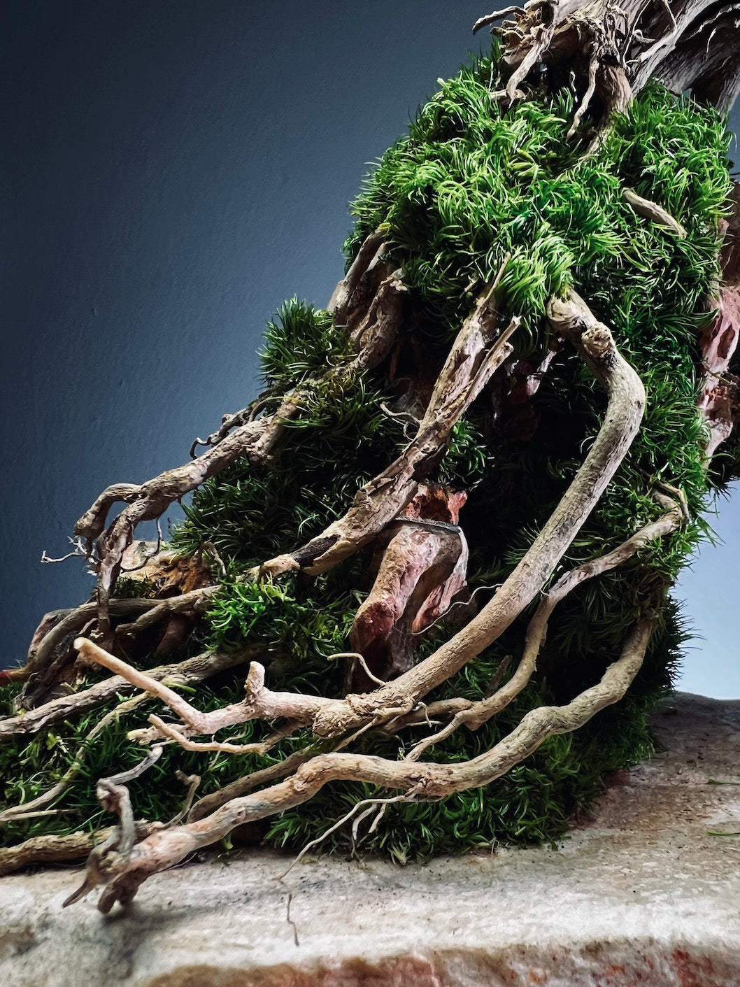 Lone Pine - Cultured Steel (Preserved Plants)