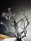 Winter's Deep (Preserved Plants)
