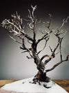 Winter's Deep (Preserved Plants)