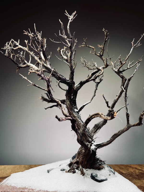 Winter's Deep (Preserved Plants)