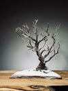 Winter's Deep (Preserved Plants)