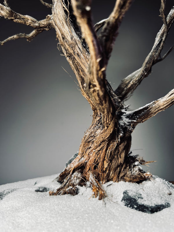 Winter's Deep (Preserved Plants)
