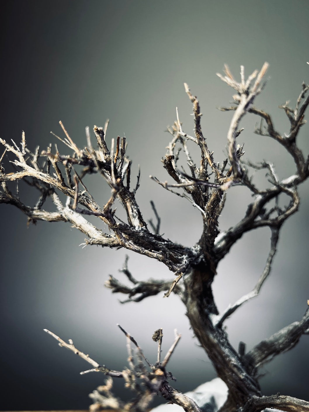 Winter's Deep (Preserved Plants)