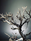 Winter's Deep (Preserved Plants)