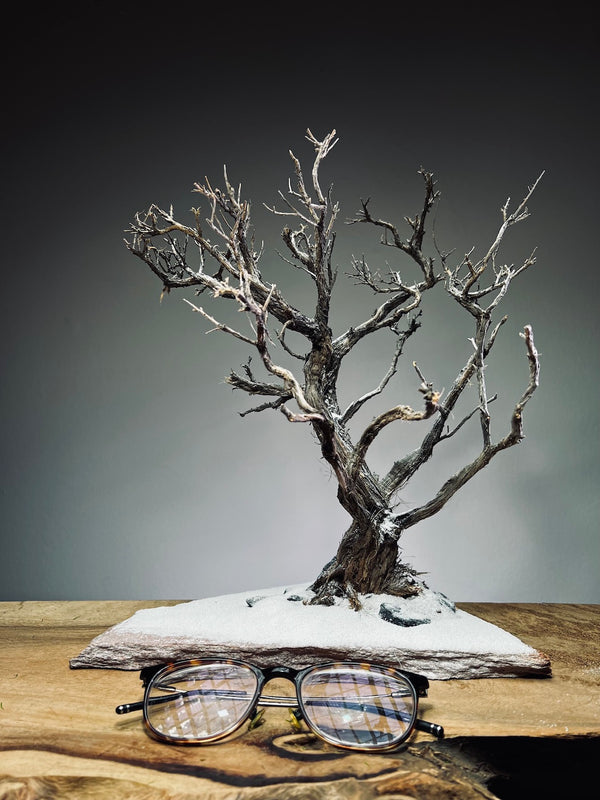 Winter's Deep (Preserved Plants)