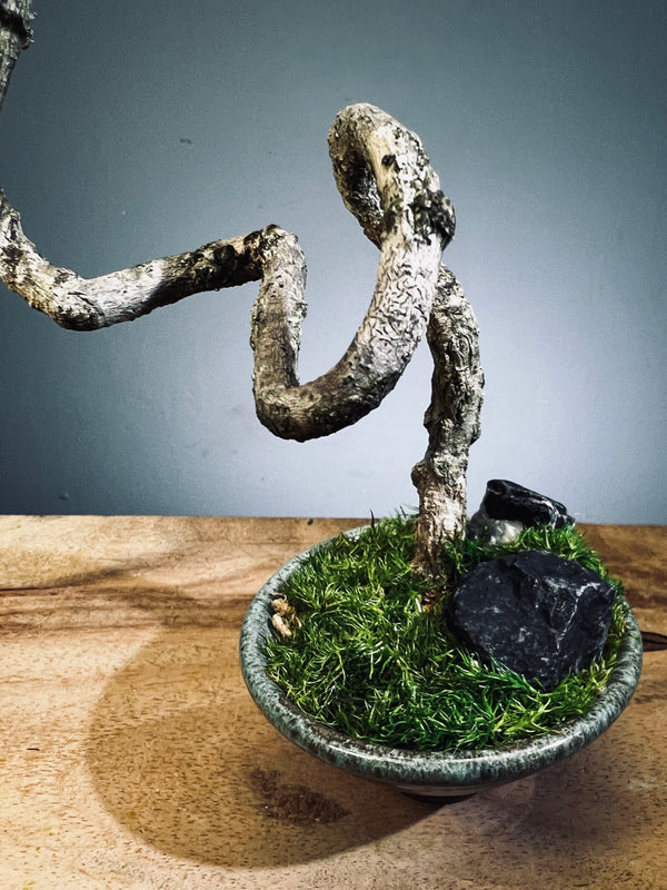 Poet of the Forest (Preserved Plants)