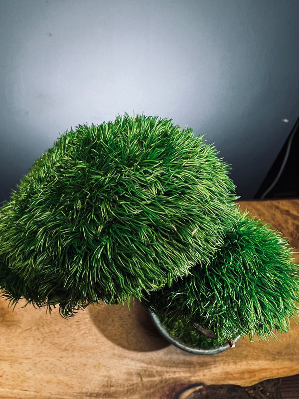 Poet of the Forest (Preserved Plants)