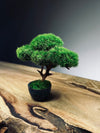 Half-Moon Bay - Snow Pine (Preserved Plants)