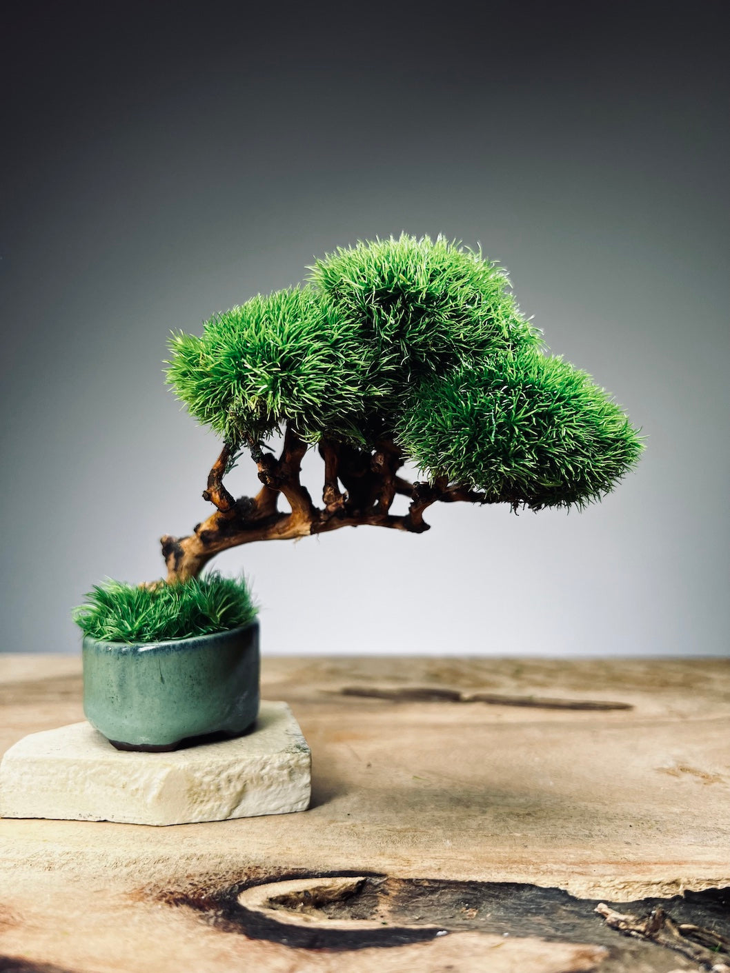 Half-Moon Bay - Snow Pine (Preserved Plants)