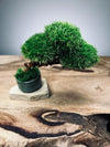Half-Moon Bay - Snow Pine (Preserved Plants)