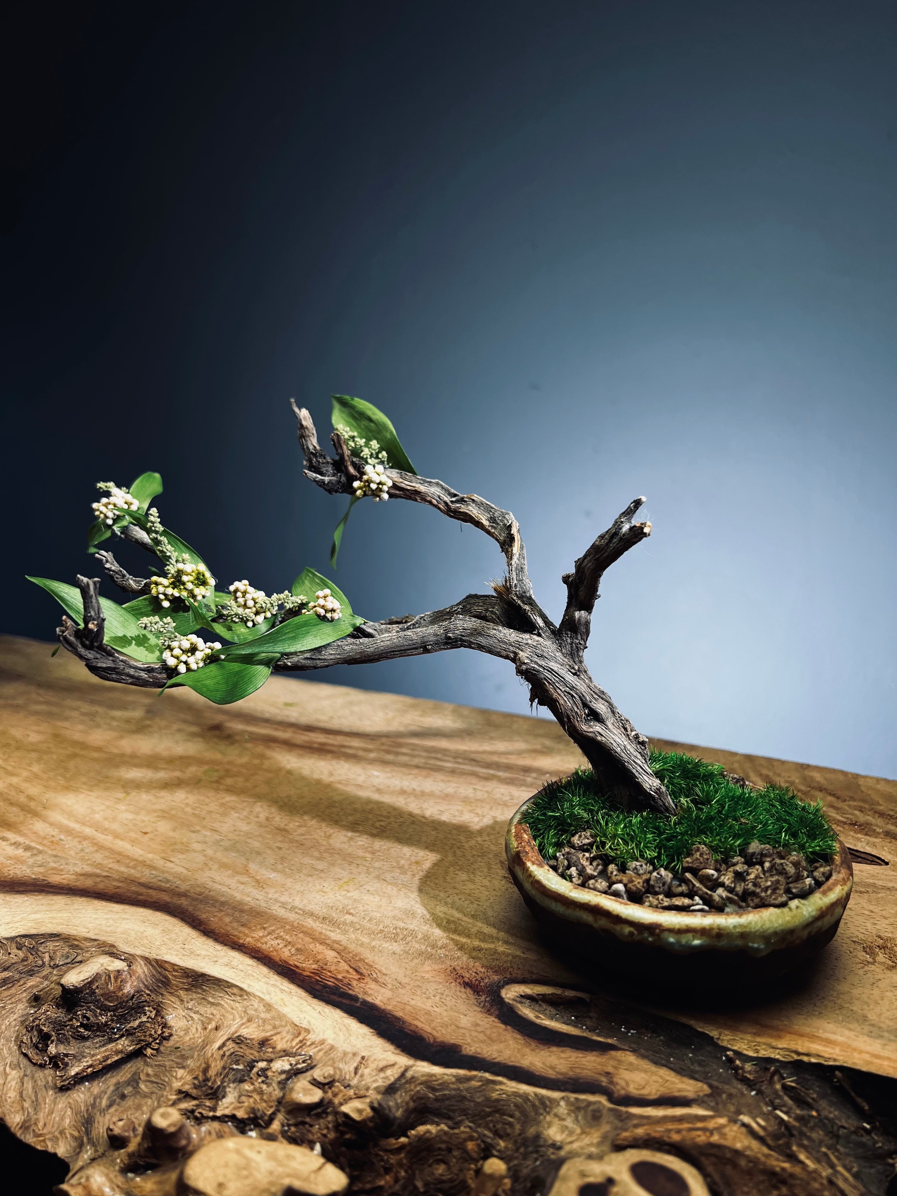 Winter's End - East Wind Moves (Preserved Plants)