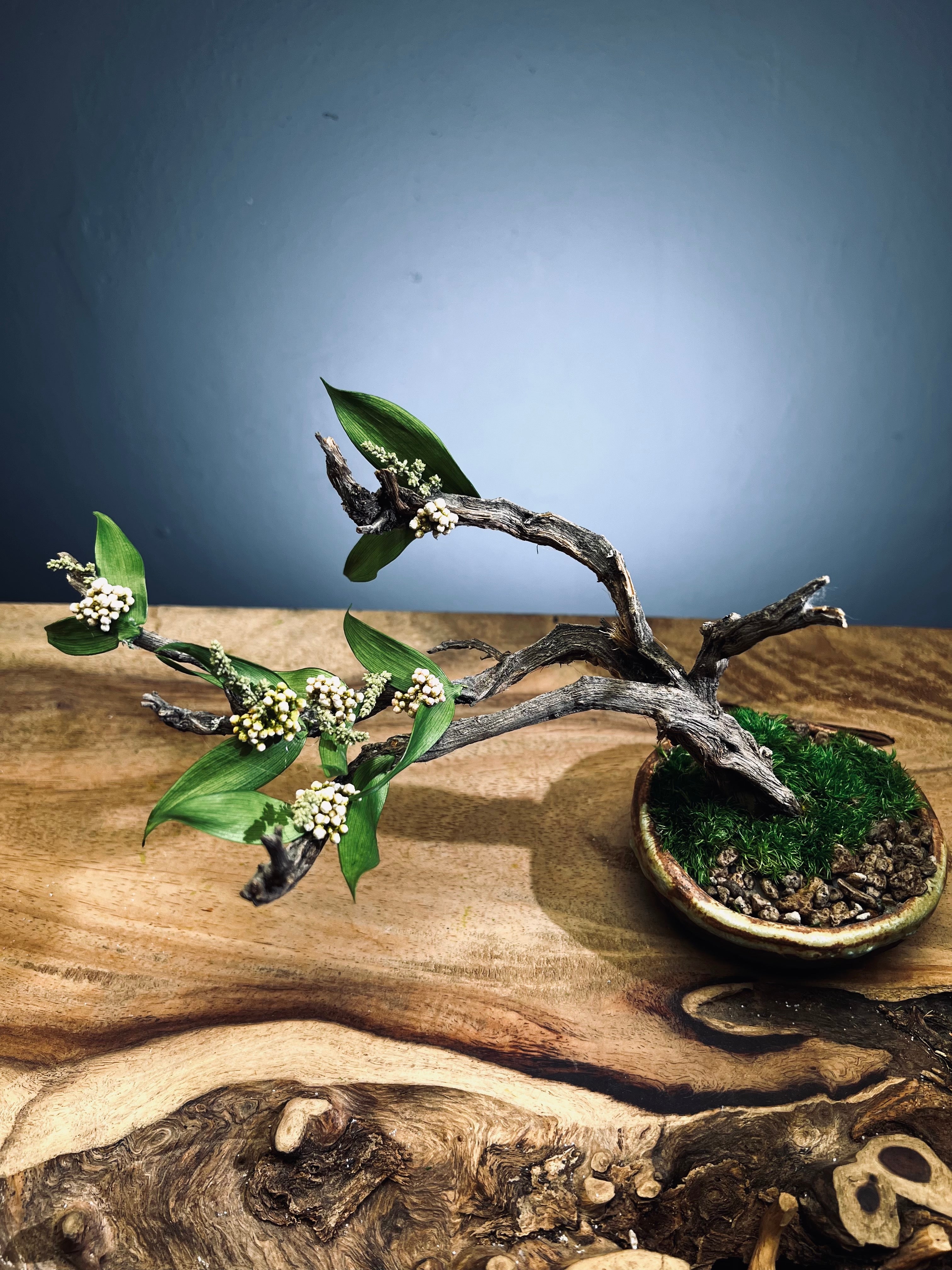 Winter's End - East Wind Moves (Preserved Plants)