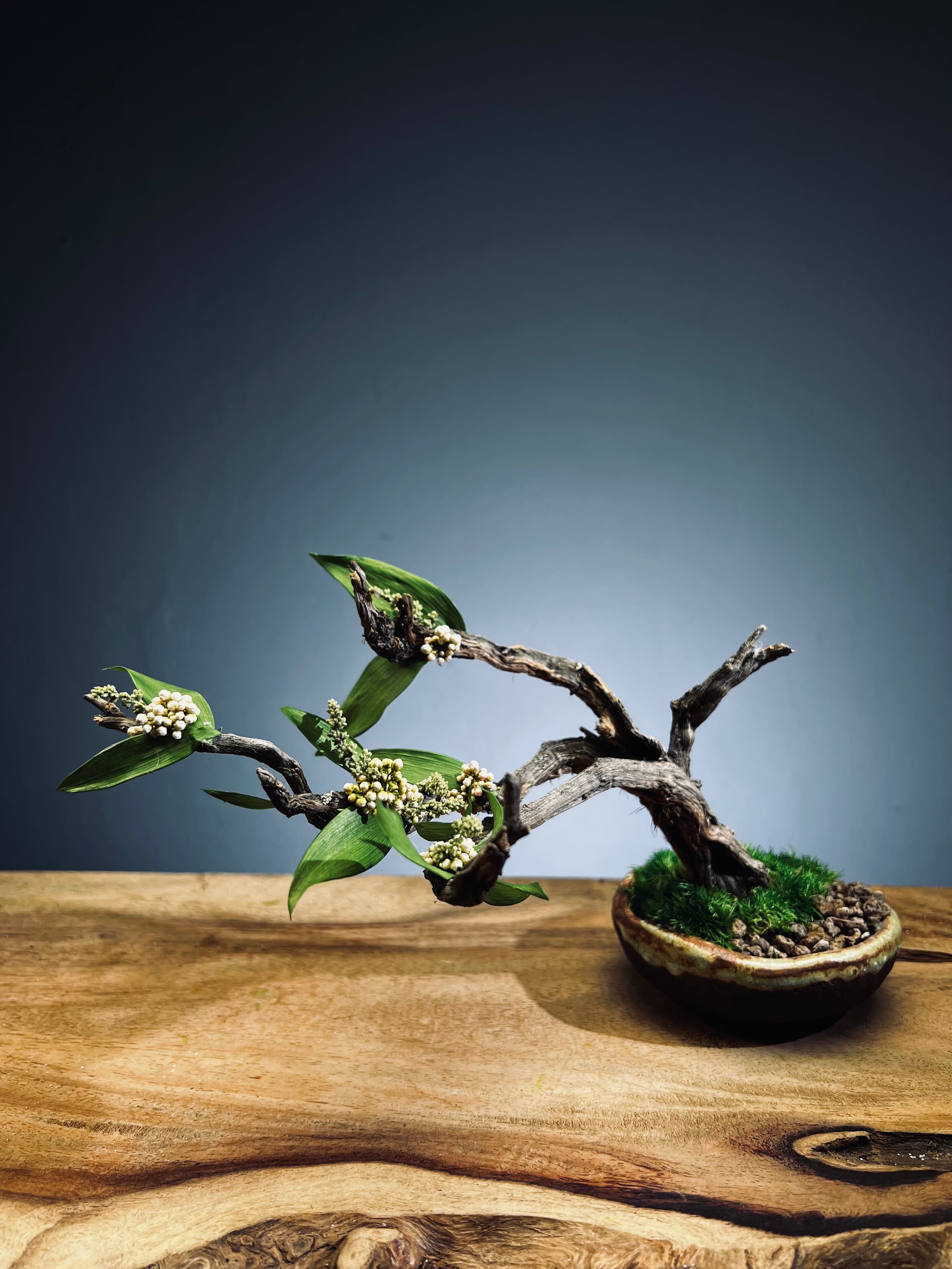 Winter's End - East Wind Moves (Preserved Plants)