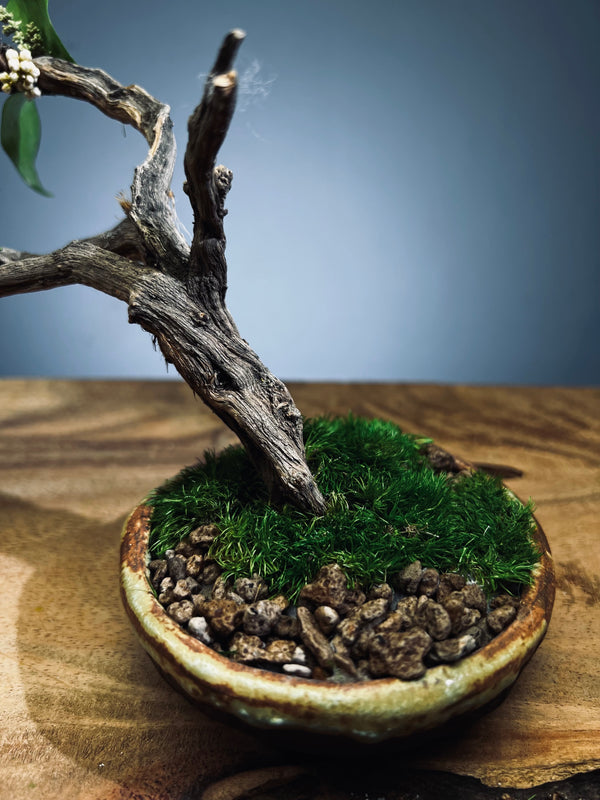 Winter's End - East Wind Moves (Preserved Plants)