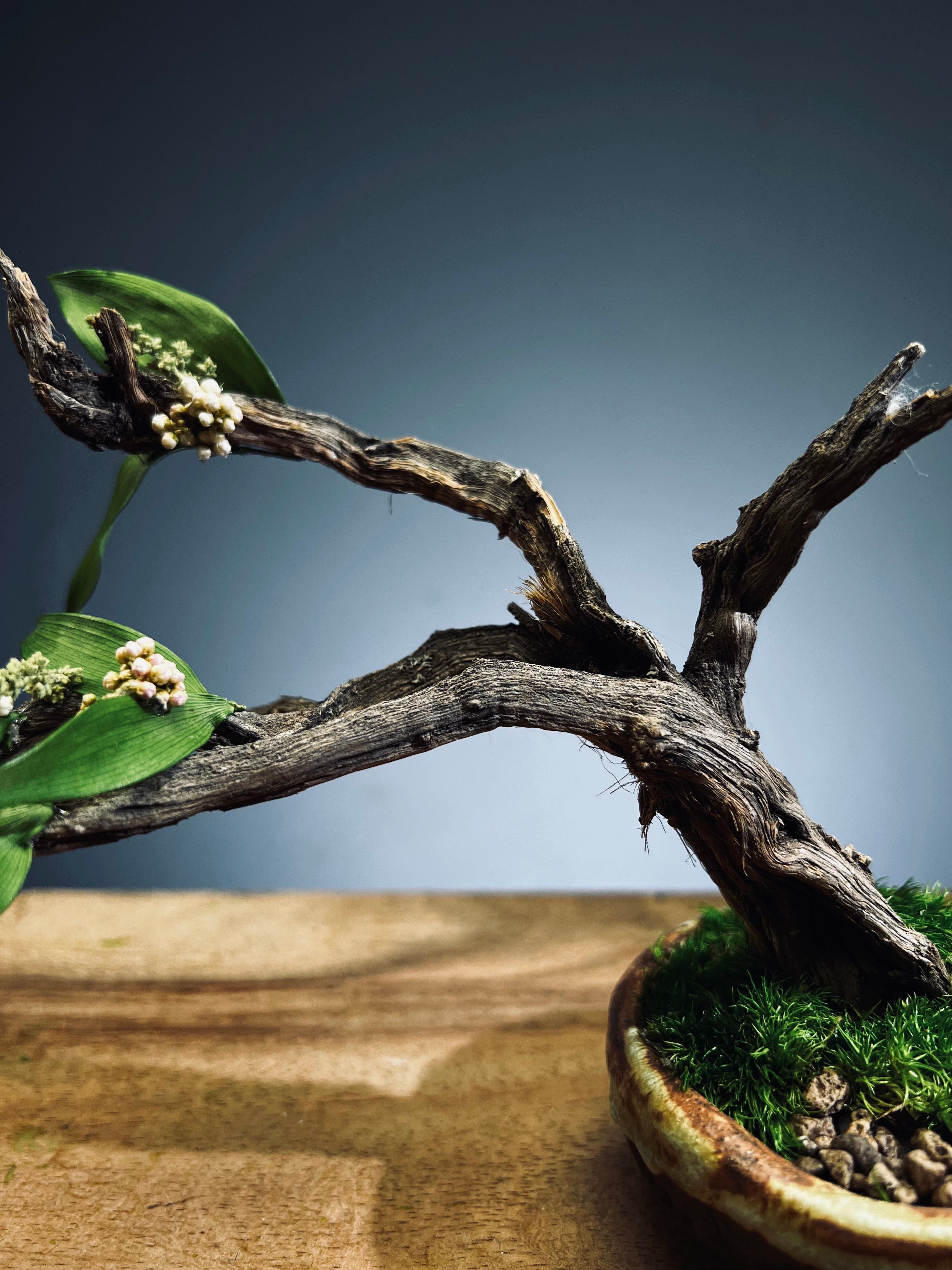 Winter's End - East Wind Moves (Preserved Plants)