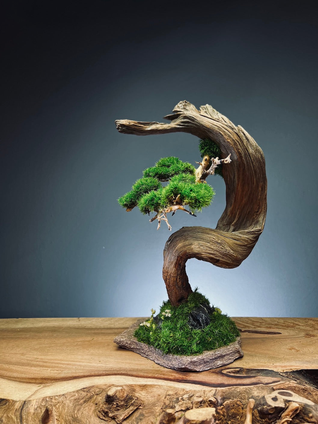 Half-Moon Bay (Preserved Plants)