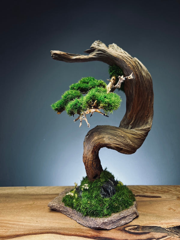 Half-Moon Bay (Preserved Plants)