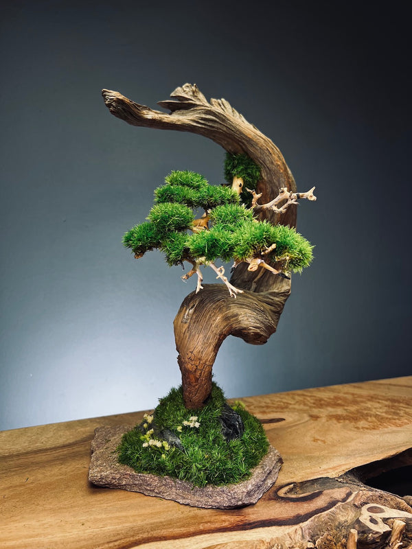 Half-Moon Bay (Preserved Plants)