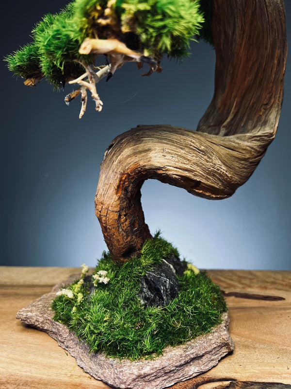 Half-Moon Bay (Preserved Plants)