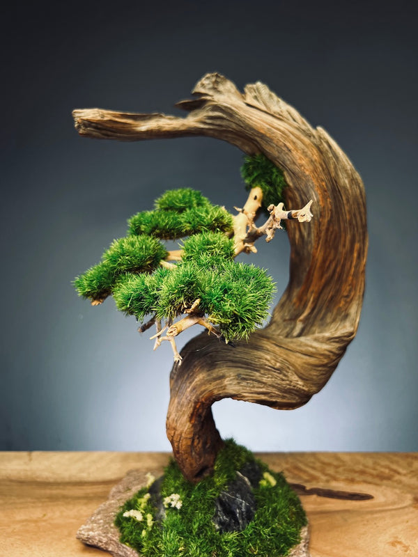 Half-Moon Bay (Preserved Plants)