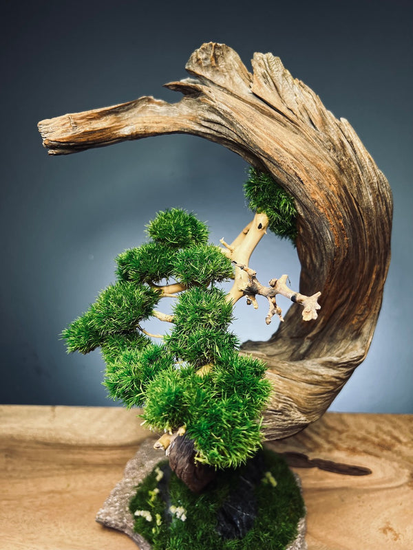 Half-Moon Bay (Preserved Plants)