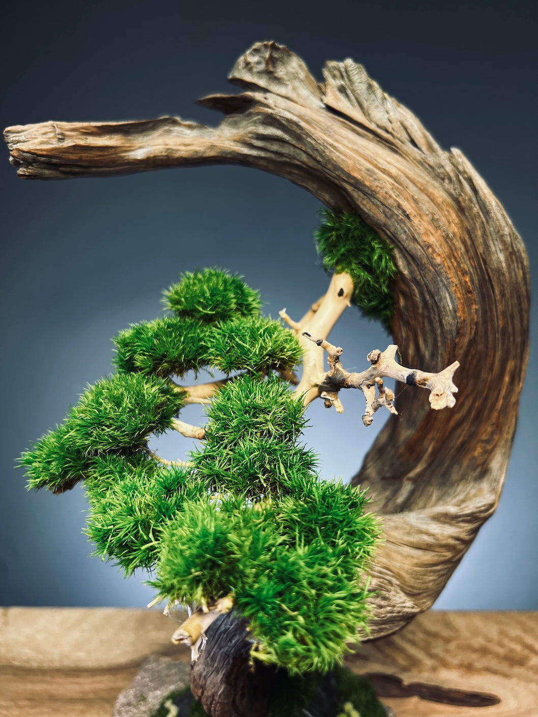 Half-Moon Bay (Preserved Plants)