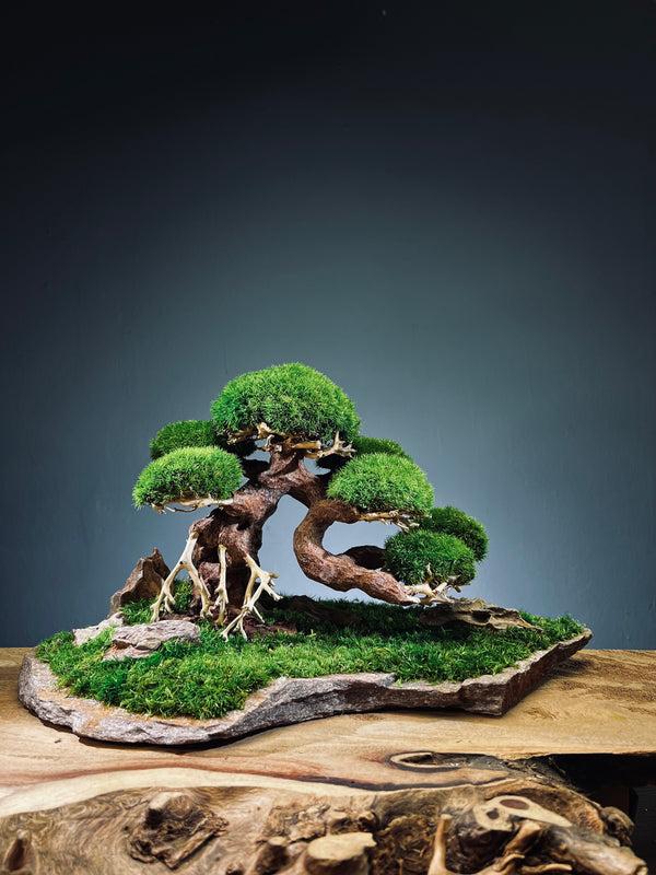 Old Guard (Preserved Plants)