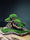 Old Guard (Preserved Plants)