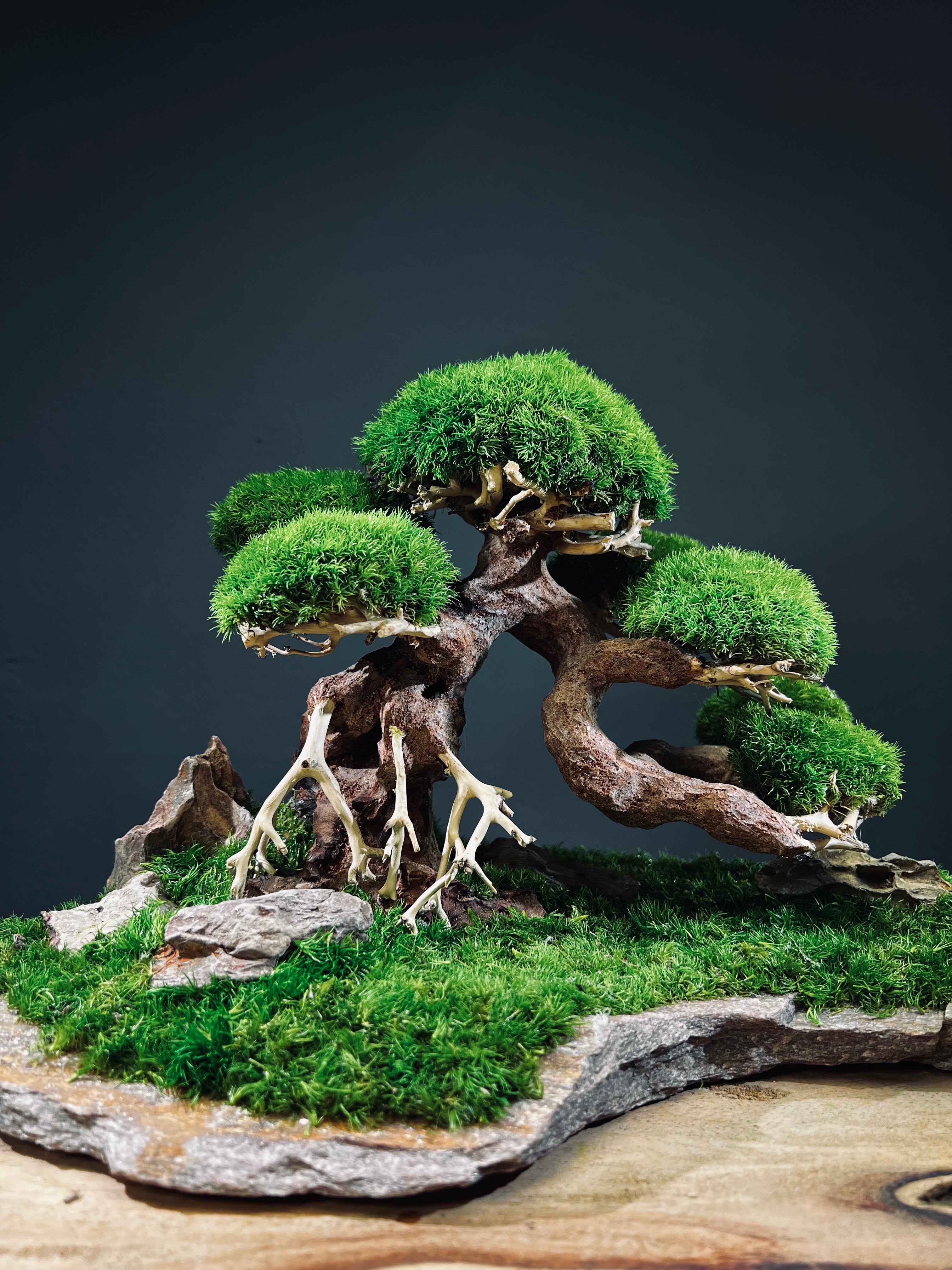 Old Guard (Preserved Plants)