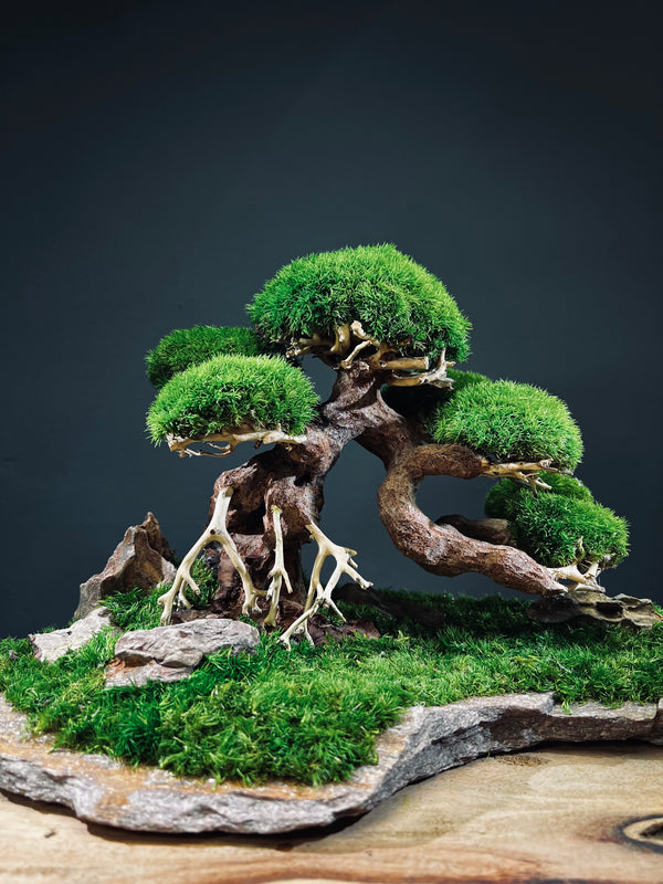Old Guard (Preserved Plants)