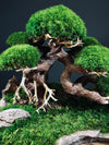 Old Guard (Preserved Plants)