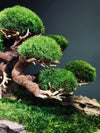 Old Guard (Preserved Plants)