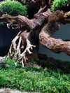Old Guard (Preserved Plants)