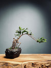 Slow Hill - Grace (Preserved Plants)