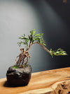 Slow Hill - Grace (Preserved Plants)