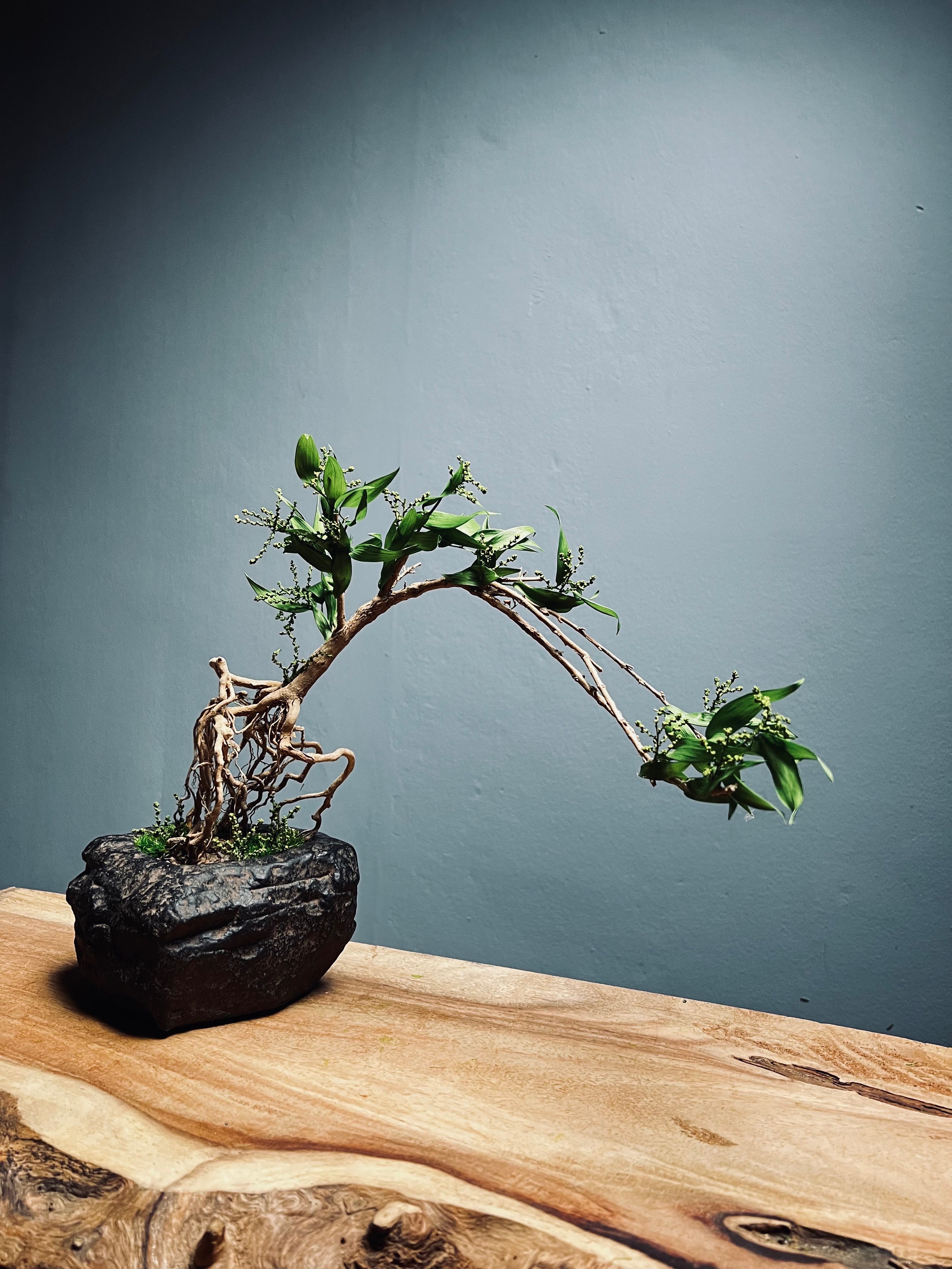 Slow Hill - Grace (Preserved Plants)