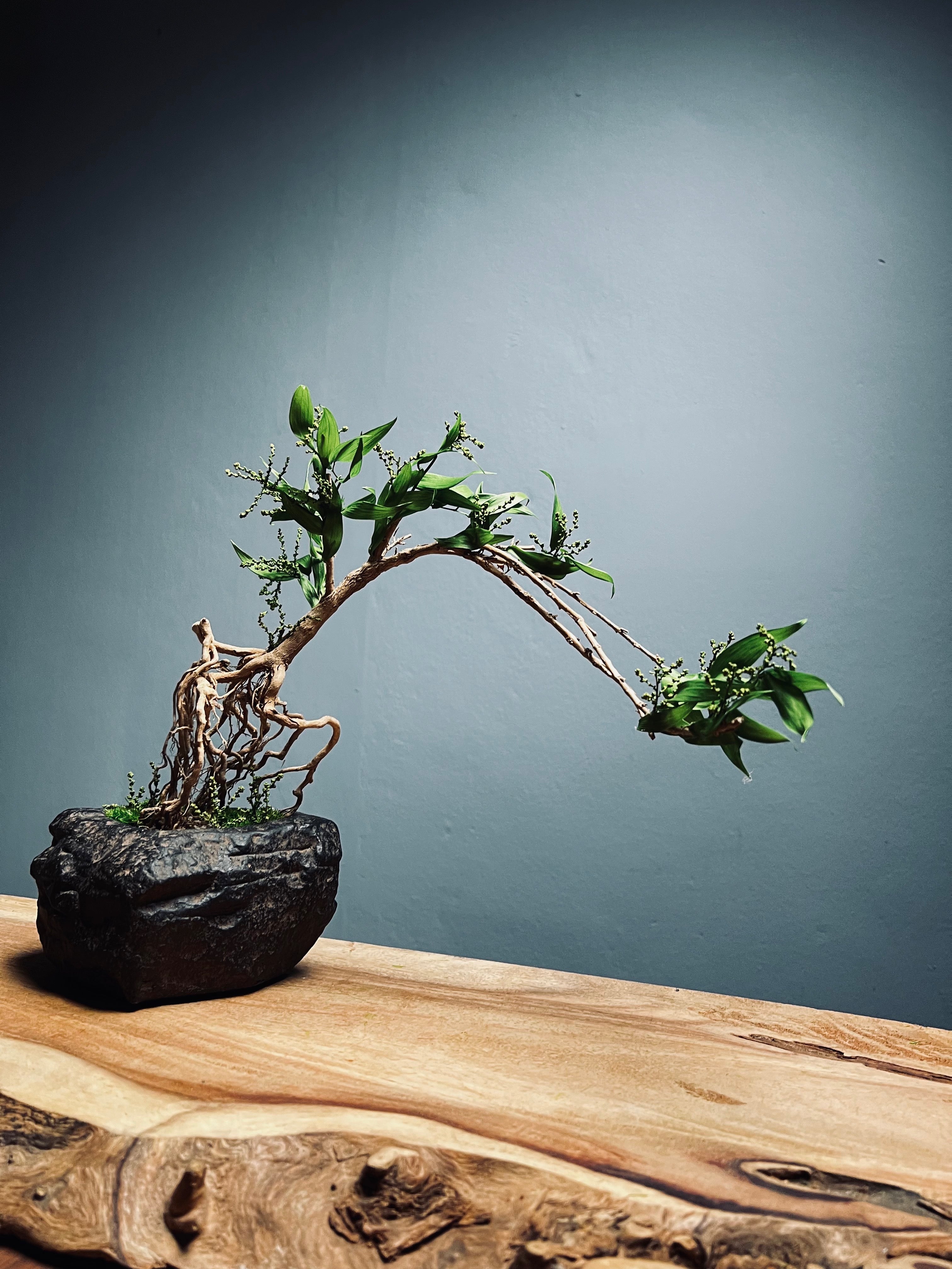 Slow Hill - Grace (Preserved Plants)