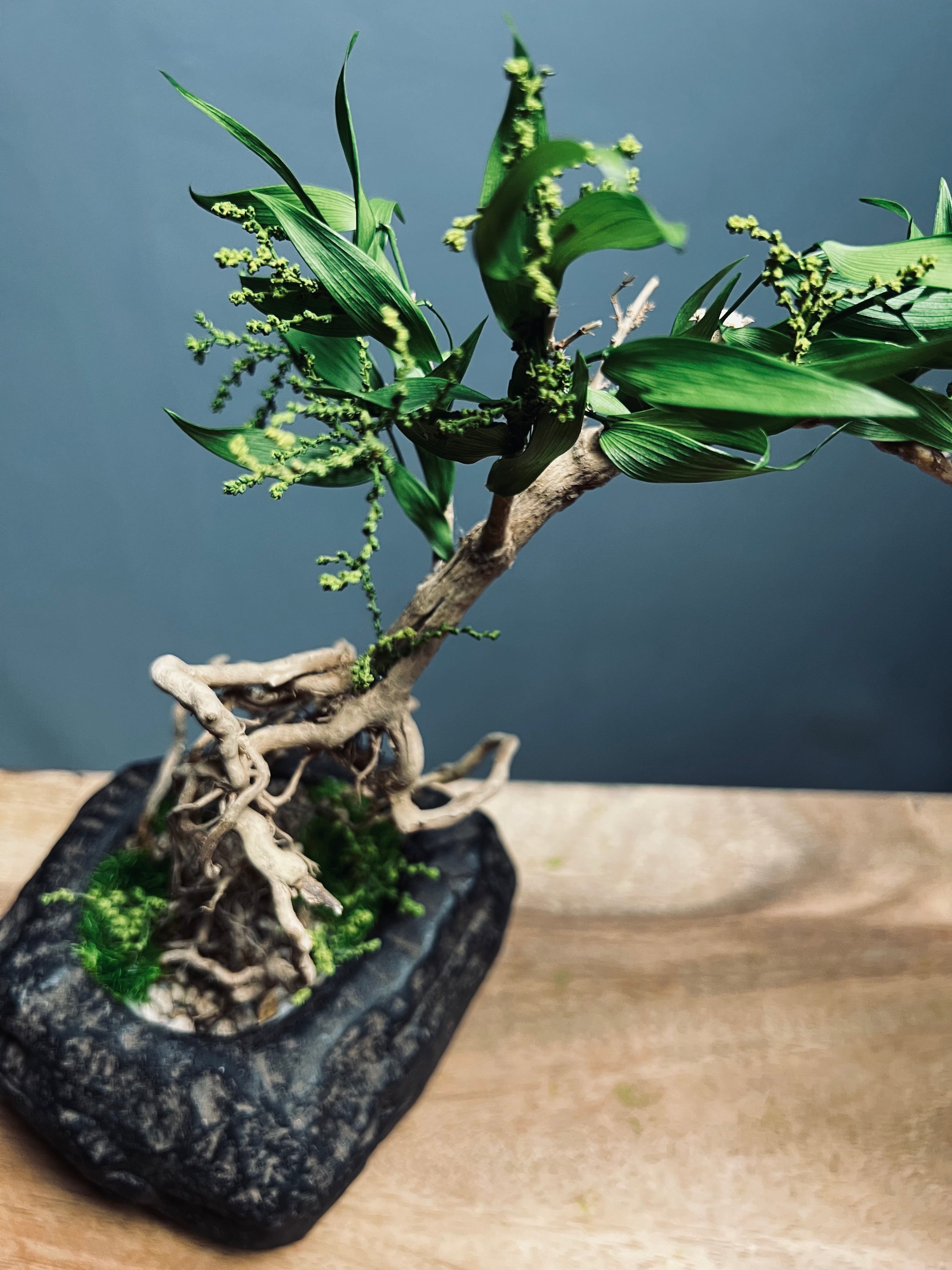 Slow Hill - Grace (Preserved Plants)