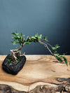Slow Hill - Grace (Preserved Plants)