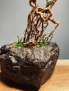 Slow Hill - Grace (Preserved Plants)